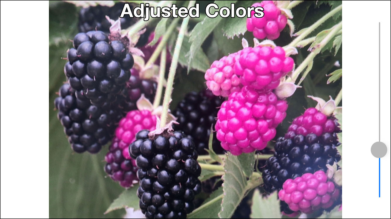 Color'Mate - Helping the colorblind to eat ripe fruit Image